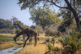 Botswana (27/52)